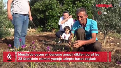 Tazesinin kilosu 300, tozu bin 800 TL