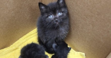 Le « chaton le plus responsable du monde » retrouvé en train de veiller sur une portée orpheline