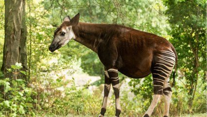 Qui est l’okapi, ce petit animal à l’allure étonnante ?