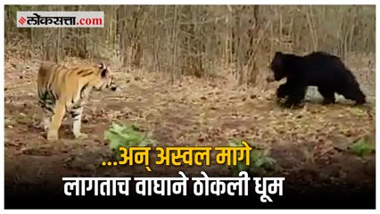 ताडोबामध्ये वाघाने रस्ता रोखल्याने संतापलं अस्वल; पाठलाग करत...