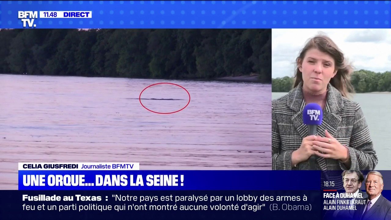 Une orque en mauvaise santé se balade dans la Seine entre Le Havre et Rouen