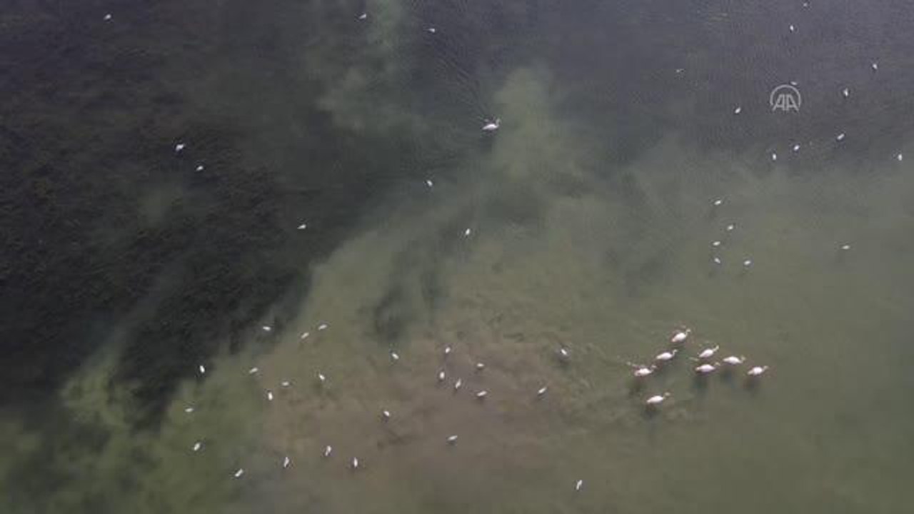 Tıbbi ve aromatik bitki bahçesinde hasat heyecanı yaşanıyor