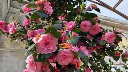 Wentworth Woodhouse Camellia House