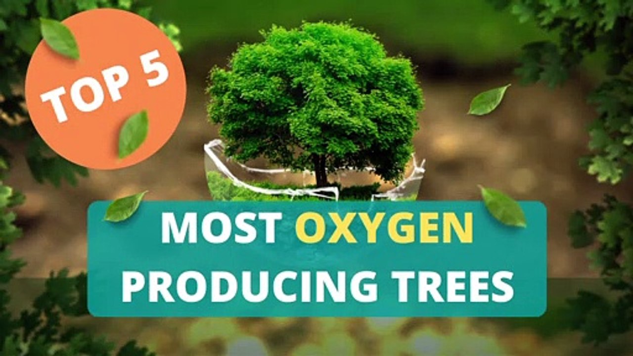Most Oxygen Producing Trees & CURIOUS Facts
