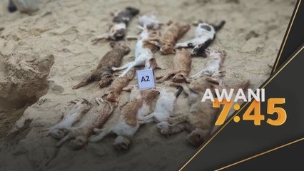 Bedah Siasat | Parvovirus punca kematian 20 kucing di pantai