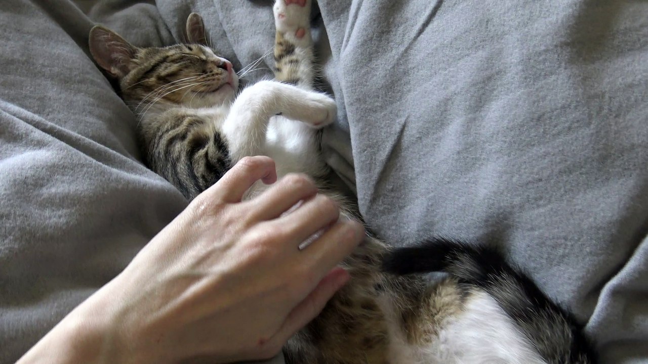 Adorable Kung Fu Cat