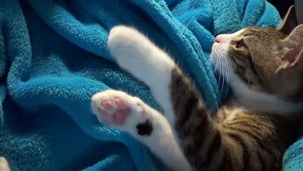 Hello Everybody, My Name Is Rudolph, the Red Nosed Kitten