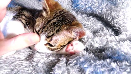 Sweet Kitten Purrs and Makes Biscuits