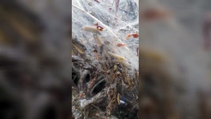 Micro ermine moth caterpillars spotted