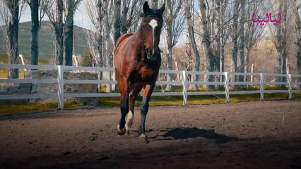 برج الحصان الصيني  صفاته وميزاته وعيوبه وتوافقه مع الأبراج