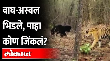 Tadoba-Andhari National Park Video : अस्वलाचा रस्ता वाघाने अडवला... पुढे काय घडलं? पाहाच...