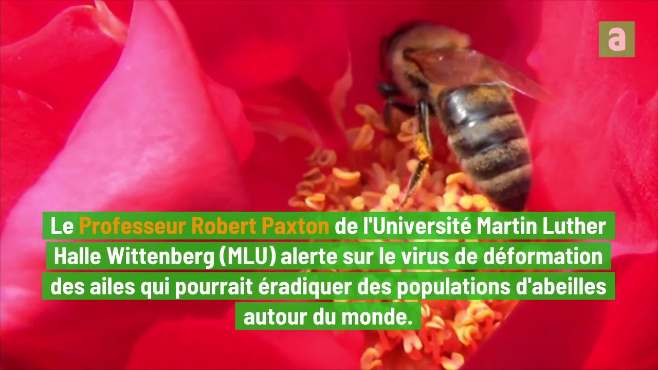 Un virus touchant les ailes d'abeilles menace les populations d'abeille autour du monde