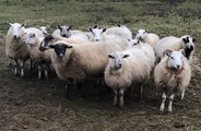 Sheep sentenced to three years in jail for killing woman!