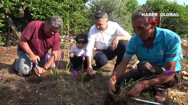'Beyaz Altın' salep hasadı başladı, kilosu 300 liradan alıcı buluyor