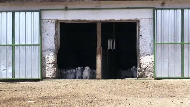 Turkey: shepherds preserve the gene of Angora goats, famous for its mohair