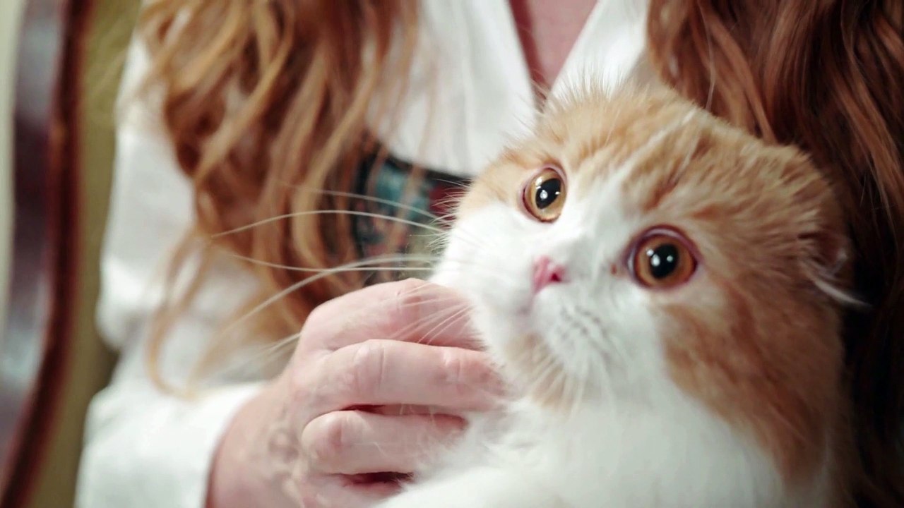 Happy Cats 003