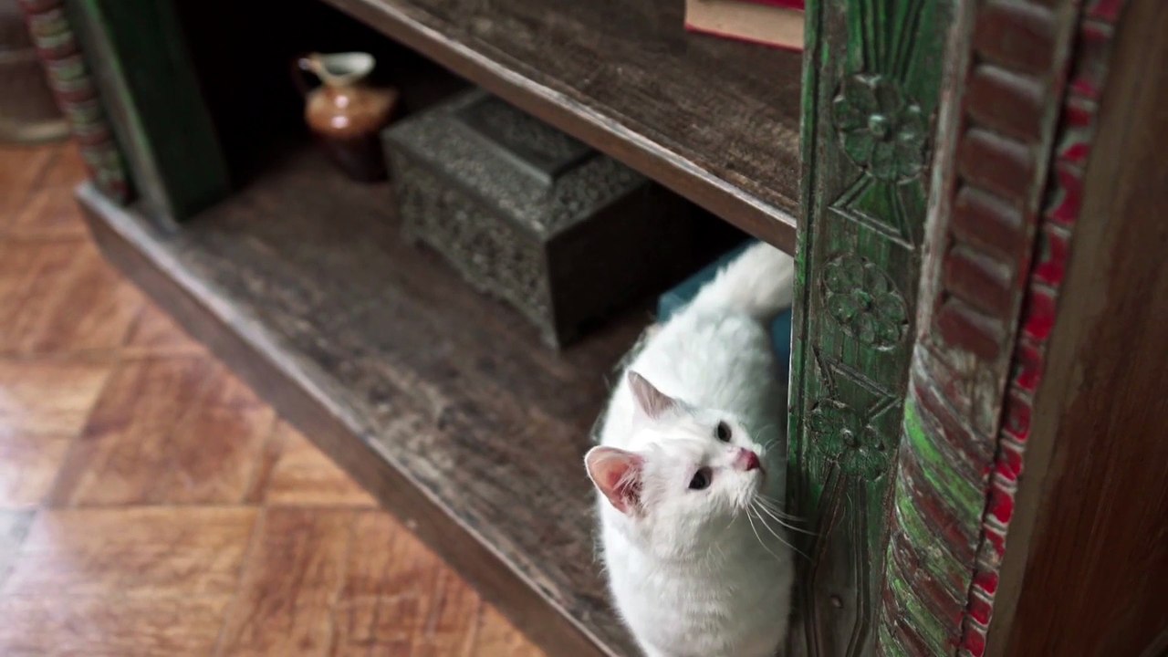 Happy Cats 004