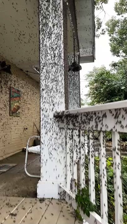 Mayflies Infest Lake House