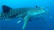 Les différences entre le requin-baleine et le requin-pèlerin