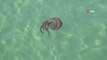 Dünyanın en zehirli denizanası türlerinden biri Tekirdağ kıyılarında görüldü