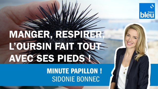 Manger, respirer, l'oursin fait tout avec ses pieds !