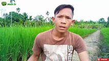 Cara budidaya tanaman cabai