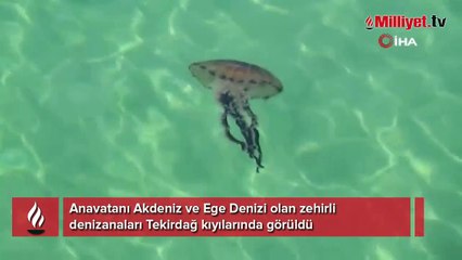 Dünyanın en zehirli türlerinden biri bu seferde Tekirdağ kıyılarında görüldü