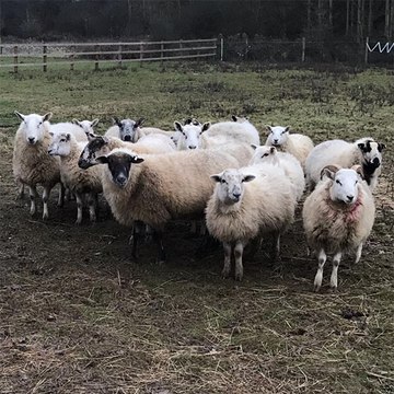 Schaf zu drei Jahren Gefängnis verurteilt