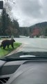 Jaywalking Bear Pauses to Poop on Road
