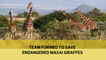 Team formed to save endangered Masai giraffes