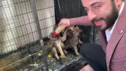 Çobanların bulduğu 4 kurt yavrusu koruma altına alındı