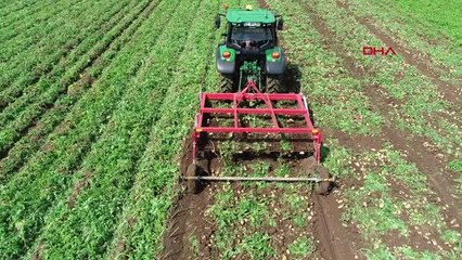 ÇUKUROVA'DA DON, PATATES VERİMİNİ DÜŞÜRDÜ