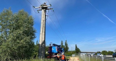 Isère : ils sécurisent une ligne de 2 000 volts pour protéger les cigognes des risques d'électrocution