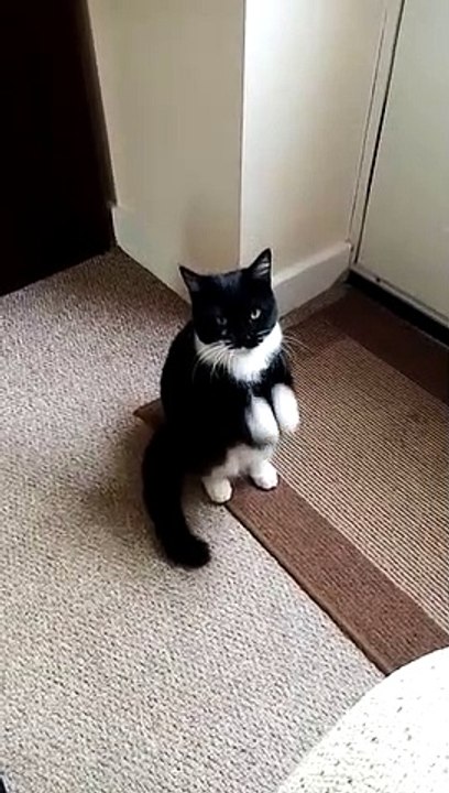 Ceasar the Praying Cat