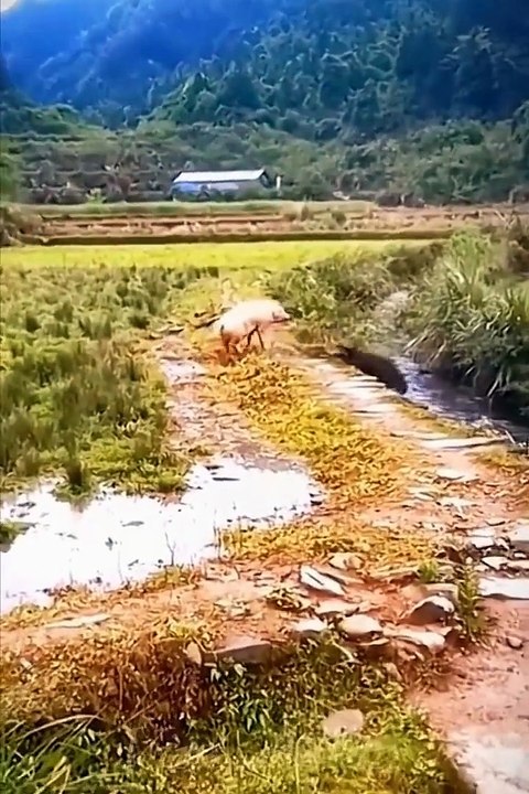 video lucu,Funniest videos,meme lucu_Cats -- and _Dogs,video lucu