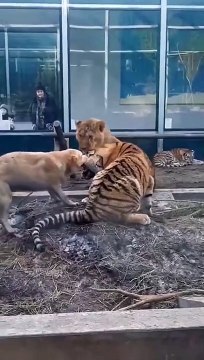 Un chien se retrouve dans l'enclos des tigres... et veut jouer