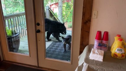 Cooked Bacon Attracts Mama Bear and Cubs