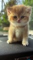 ute cat,animal video,funny cat,short cute cat video,best funny video