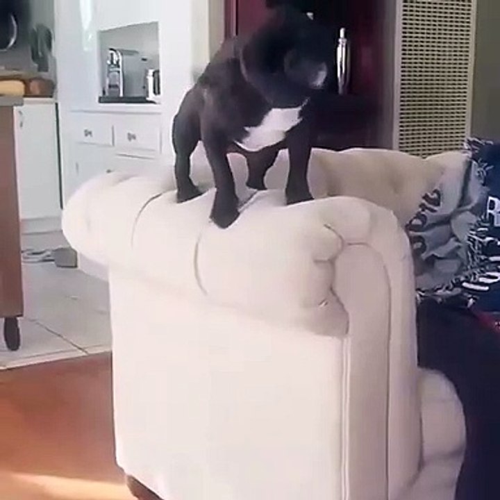 best funnyvideo