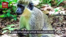 Benarkah Cacar Monyet Bisa Sangat Mematikan Bagi Manusia?