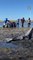 Stranded Dolphins 'Doing Great' After Cape Cod Rescue