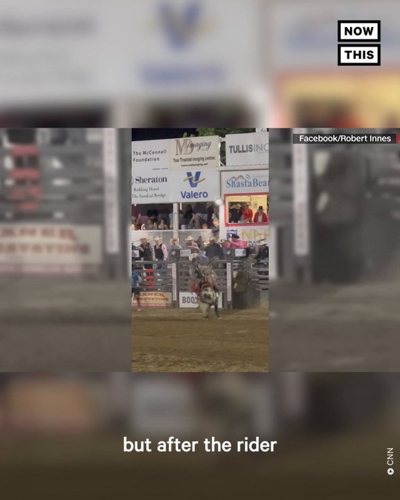Rodeo Bull Jumps Fence & Escapes After Bucking Rider video Dailymotion
