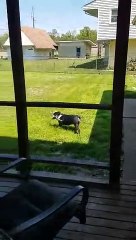 Dog Needs a Wider Door