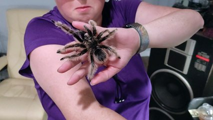 Captive-Bred Tarantula Crawls Around on a Woman's Head