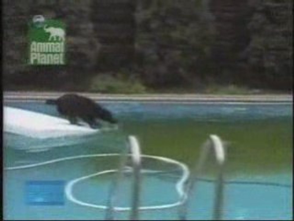 Un chien intelligent