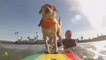 Dog Surfboards On Ocean Waves With Their Owner