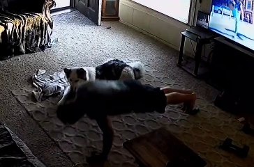 Husky "Helps" Dad With Workout