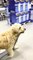 Dog Walks Through Store Holding Leash in Mouth