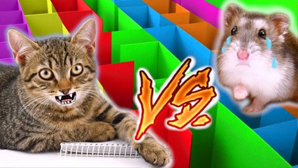 Hamster vs Cat Maze Escape. Who survives