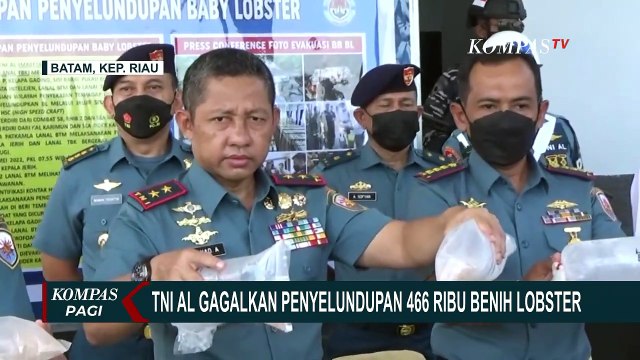 Ini Modus Penyelundupan 466.000 Benih Lobster dari Palembang ke Vietnam yang Berhasil Digagalkan